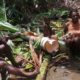 Kesaksian Papua: Jangan Rusak Hutan Adat Kami, Indonesia!