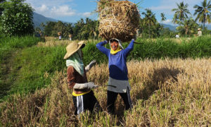 Negara Agraris, Indonesia Seharusnya Tak Perlu Impor Beras