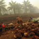 Industri Kelapa Sawit