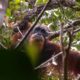 Orangutan Tapanuli di hutan hujan Batang Toru, satu-satunya habitat yang diketahui, di pulau Sumatra. (Foto: AFP)