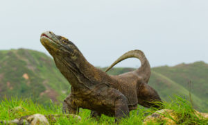 Pemerintah Tutup Pulau Wisata Komodo, karena Kadal Itu Terus Dicuri