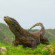 Pemerintah Tutup Pulau Wisata Komodo, karena Kadal Itu Terus Dicuri