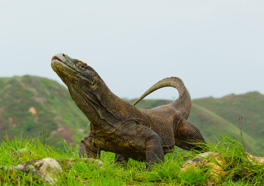 Pemerintah Tutup Pulau Wisata Komodo, karena Kadal Itu Terus Dicuri
