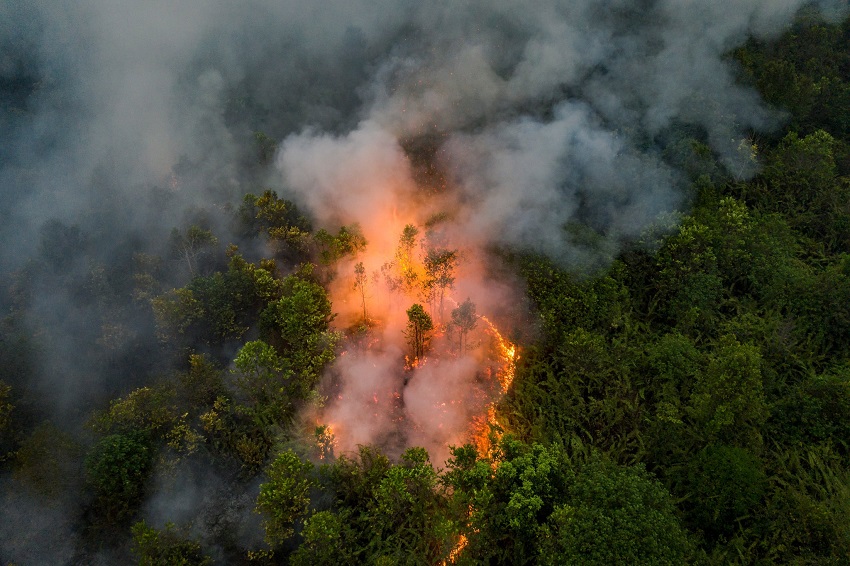 Kebakaran Hutan