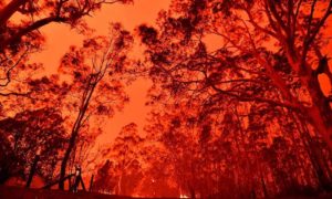 Kebakaran Australia: Belajar dari Rekonstruksi India Usai Bencana