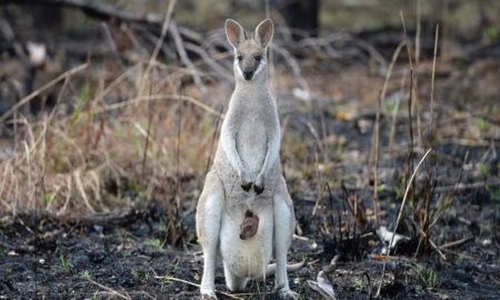 [Berita Foto] Wajah Derita Satwa Liar dan Hewan Ternak Korban Kebakaran Australia