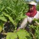 Mereka yang Bertahan Hidup dari Tembakau