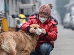 Virus Corona: Indonesia Tangguhkan Impor Hewan Hidup dari China