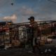 Diburu Demi Kontes, Burung Liar Terancam Punah