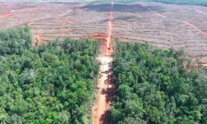 Perusahaan Korsel Bakar Hutan Papua
