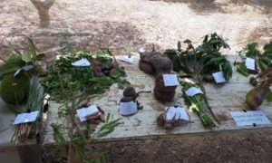Solusi Swasembada Pangan Timor Leste